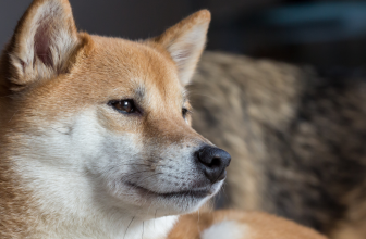 Will shiba inu reach 50 cents