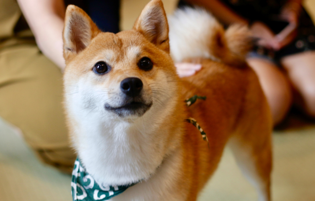 will Shiba inu reach 50 cents