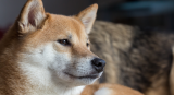 Will Shiba Inu Reach 50 Cents In The Future?